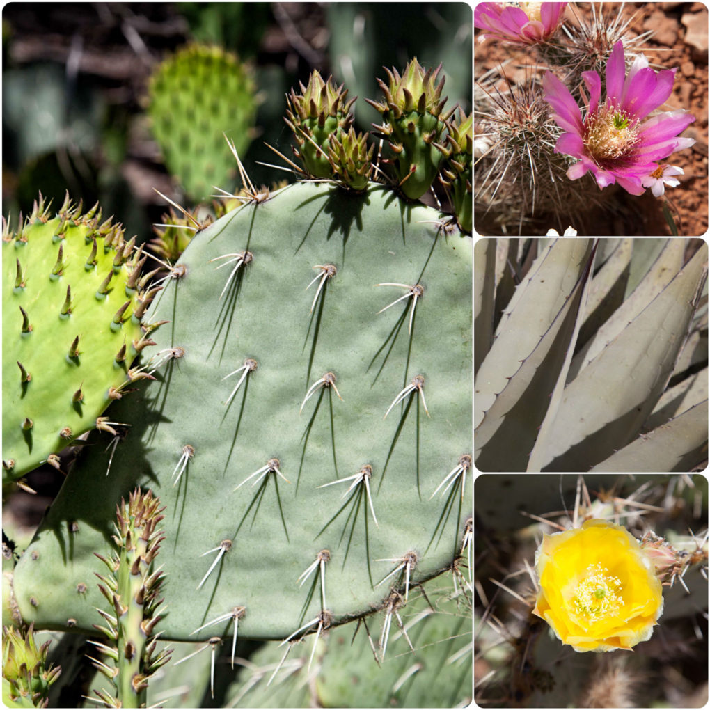 arizona flora